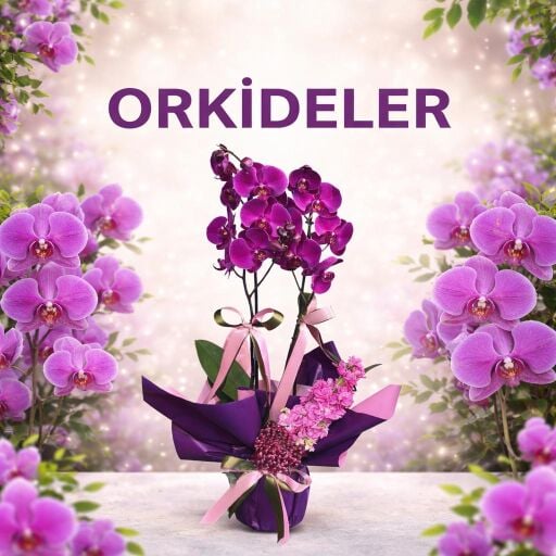 ORKİDELER