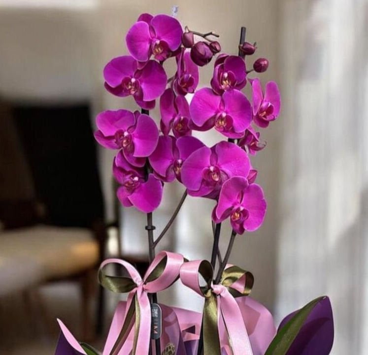 Pembe Orkide