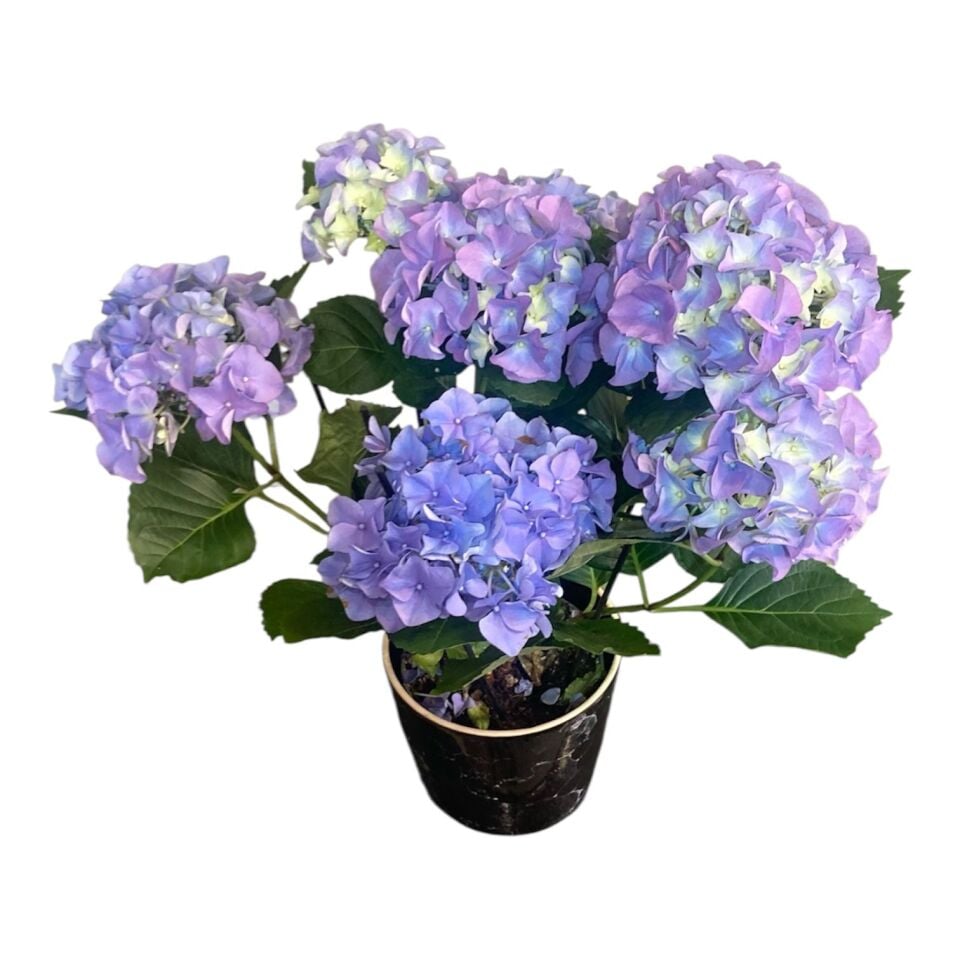 Mor Renk Saksı Ortanca