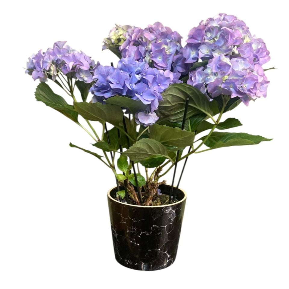 Mor Renk Saksı Ortanca