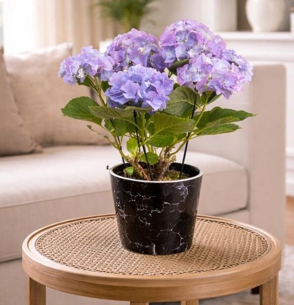 Mor Renk Saksı Ortanca