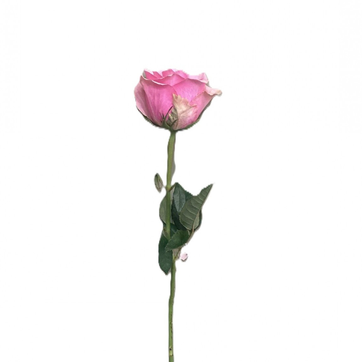 Beneki Pembe Gül-1.Adet