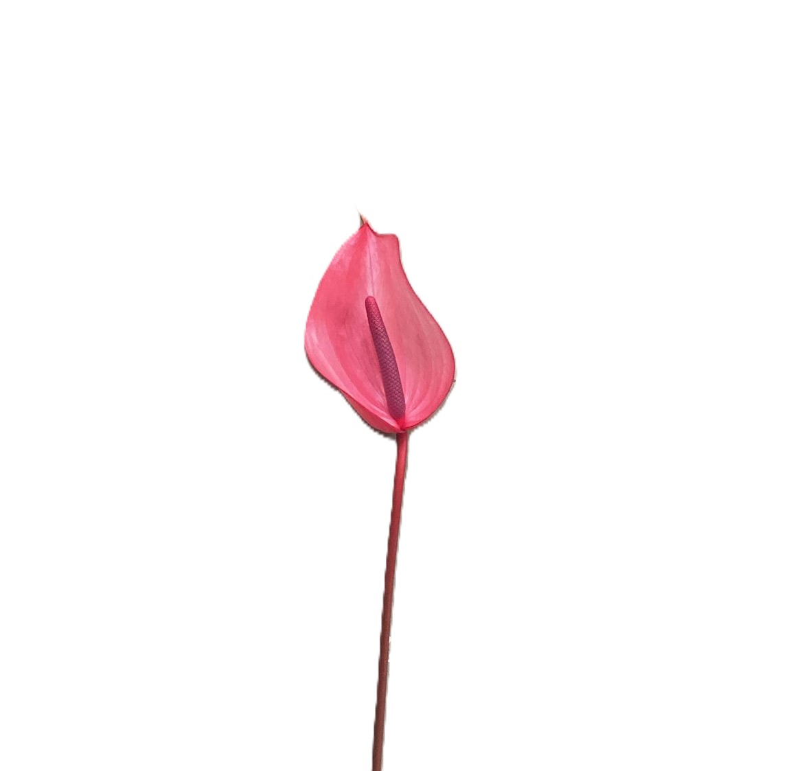 Pembe Antorıum-1.Adet