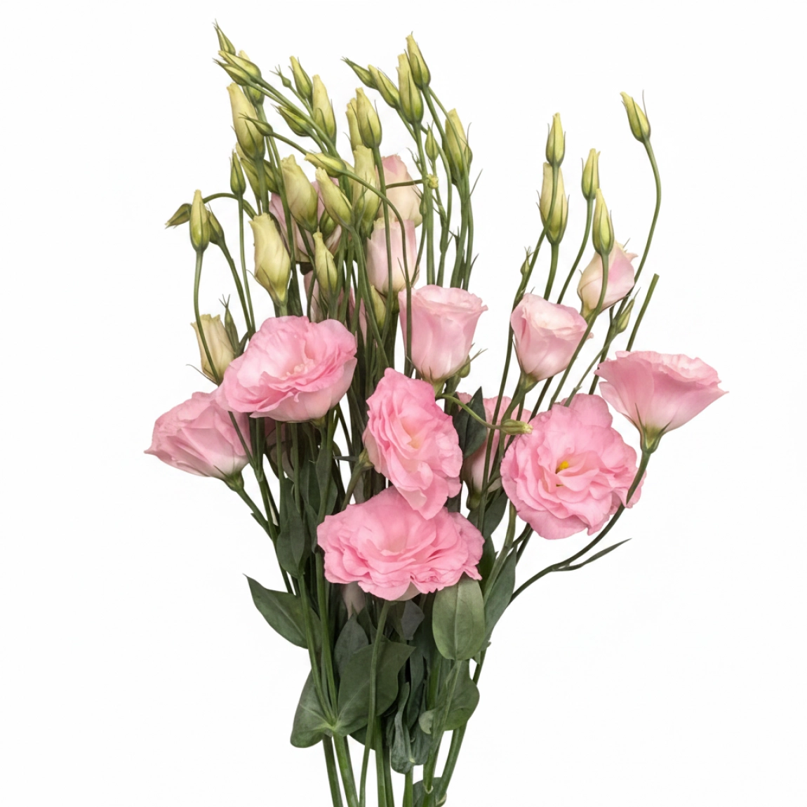 Pembe Lisyantus-1.Demet