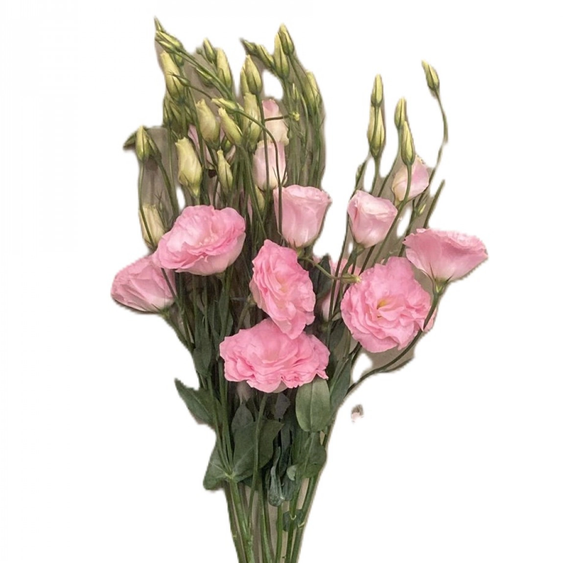 Pembe Lisyantus-1.Demet