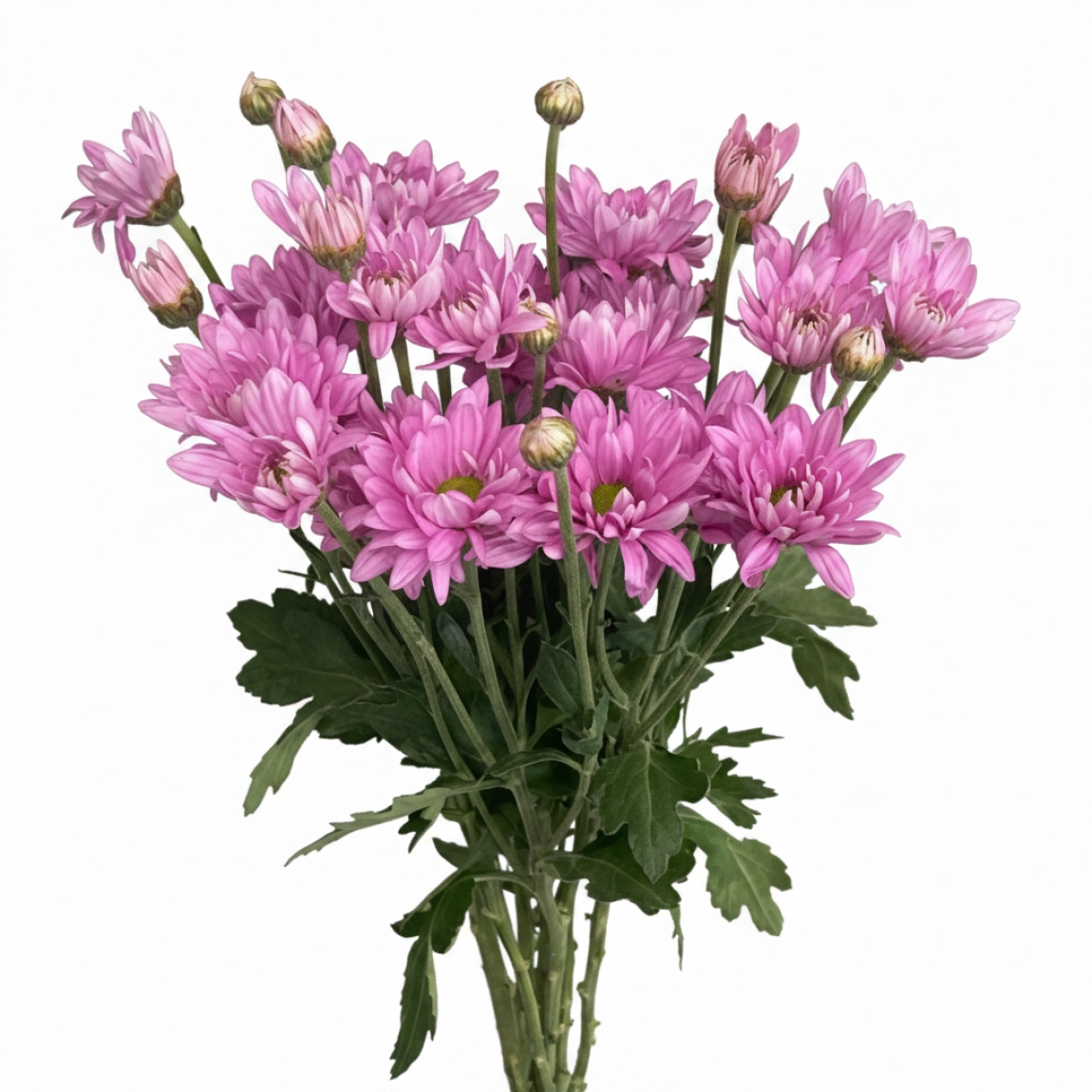 Pembe Papatya-1.Demet