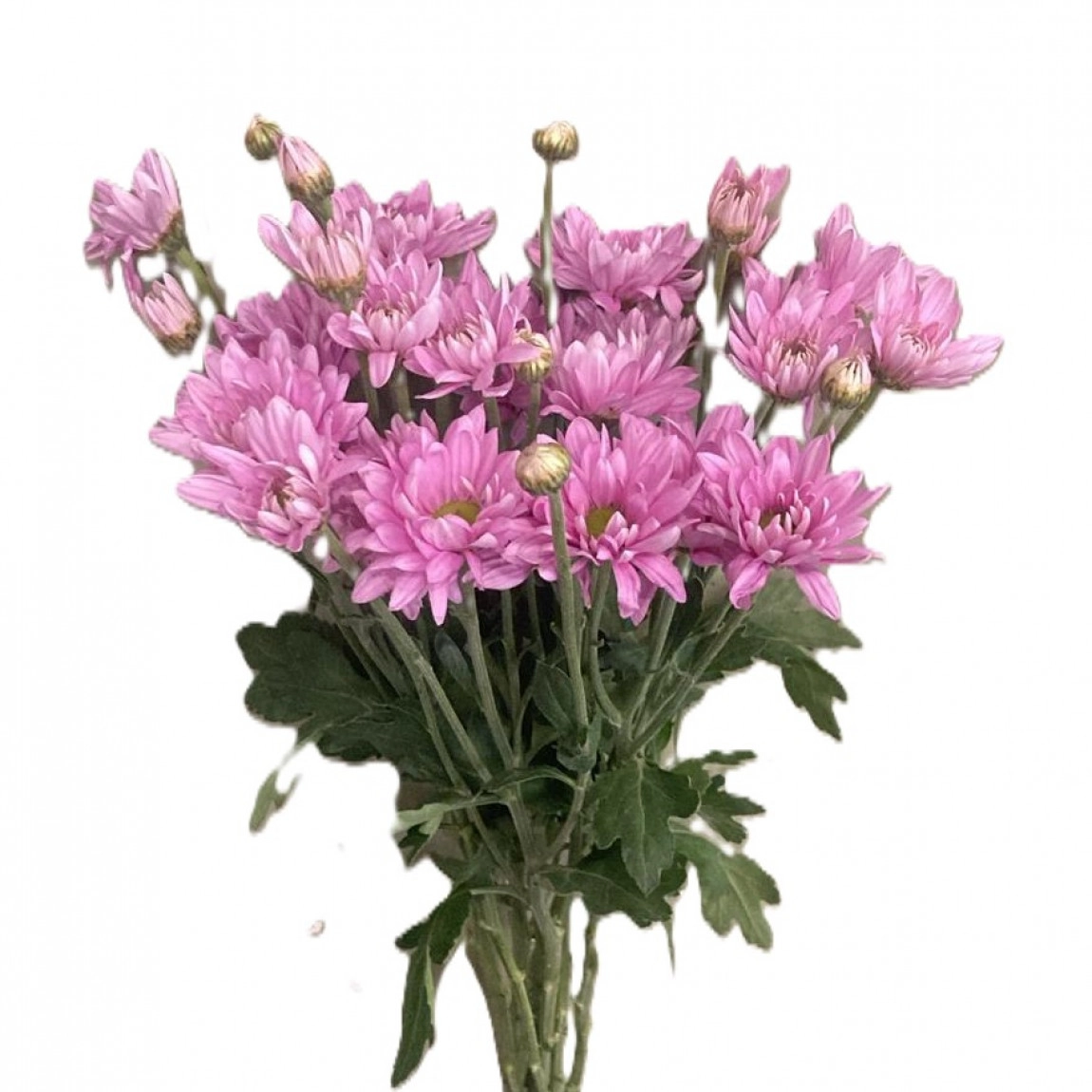 Pembe Papatya-1.Demet