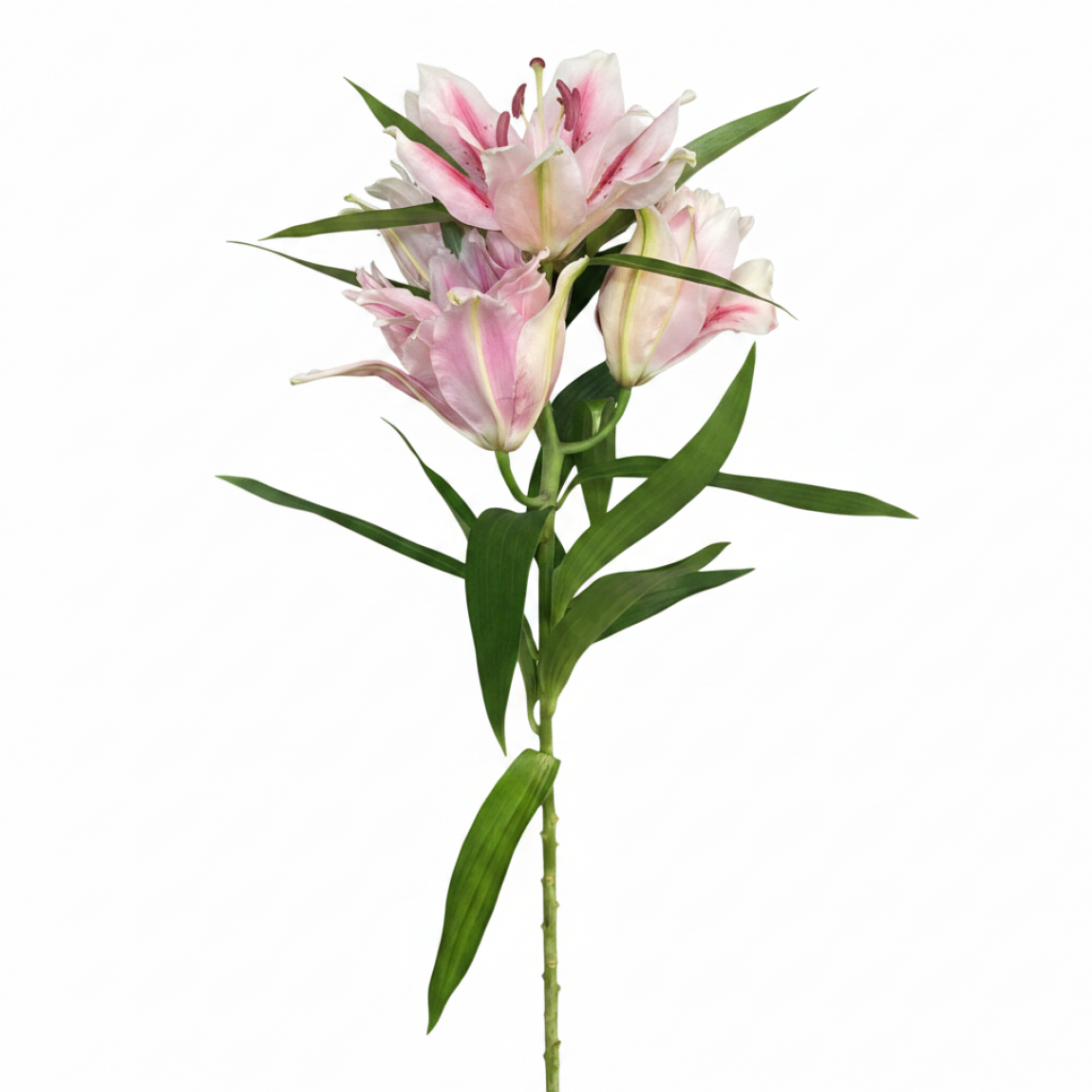 Pembe Lilyum -1.Aadet