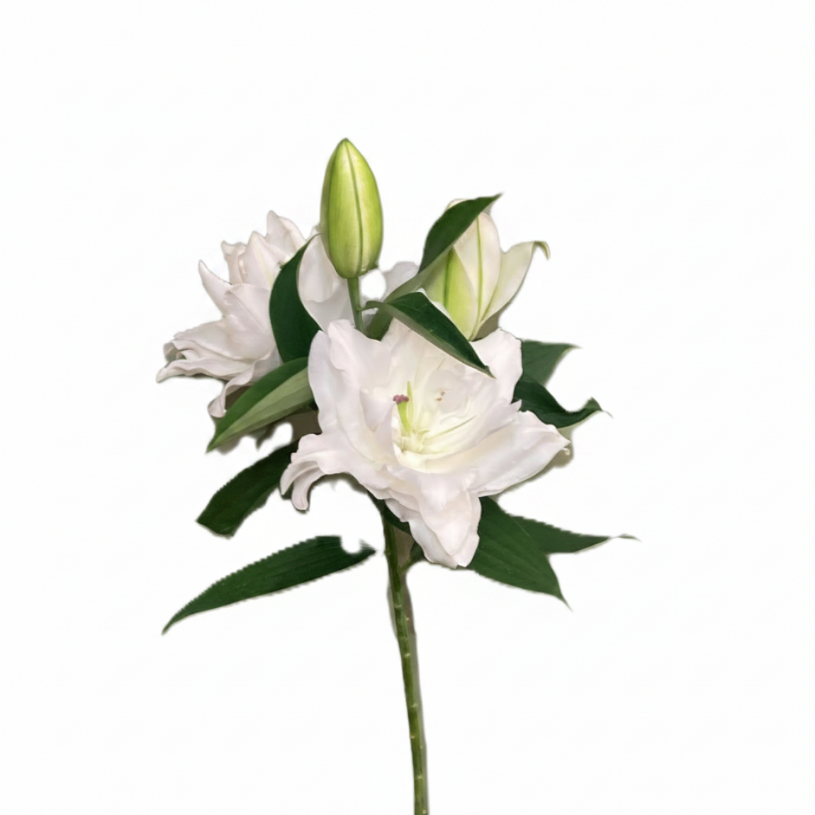 Beyaz Liyum-1 Adet
