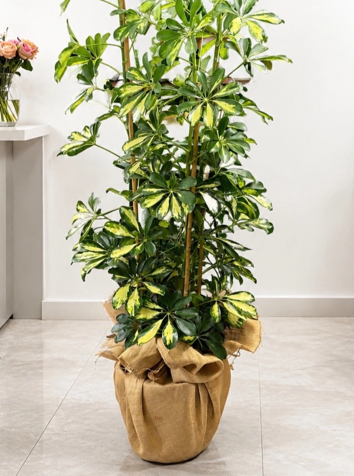 Şeflora Saksı Bitkisi