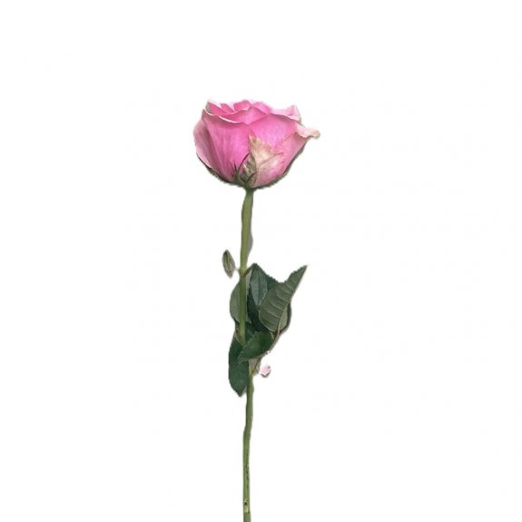 Beneki Pembe Gül-1.Adet