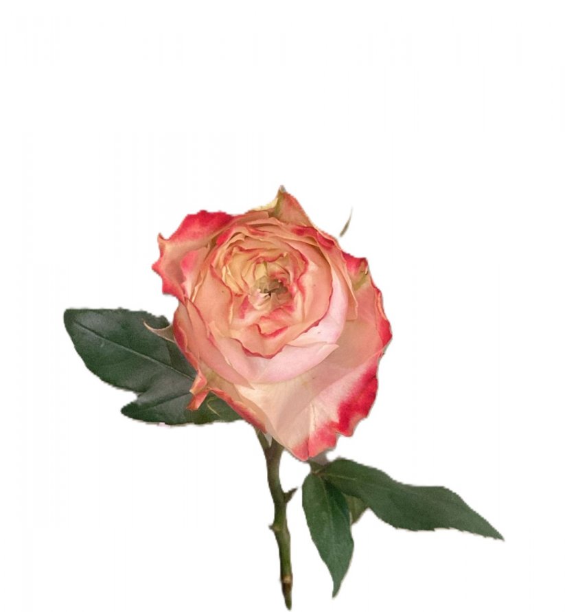 Beneki Pembe Gül-1.Adet