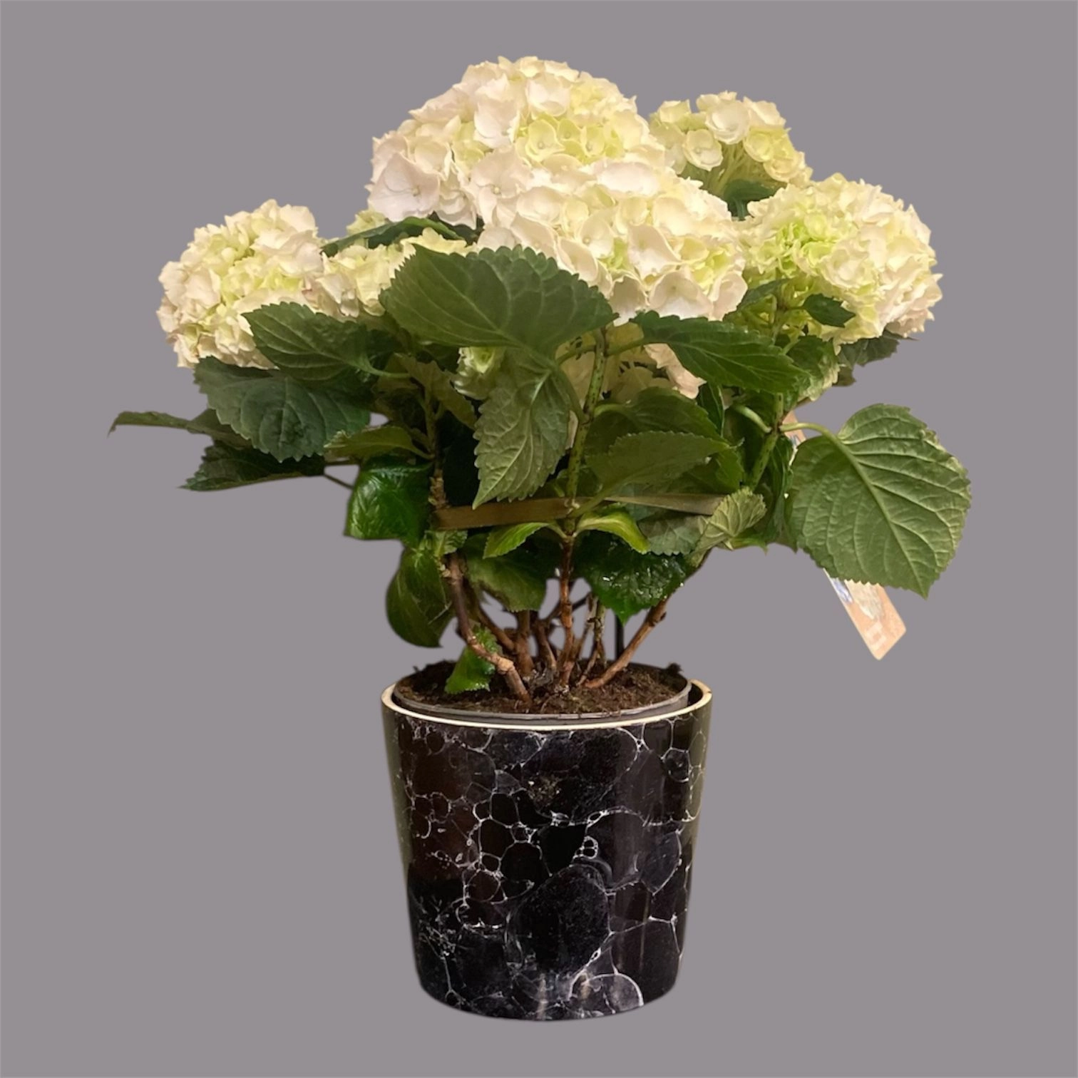 Beyaz Renk Ortanca