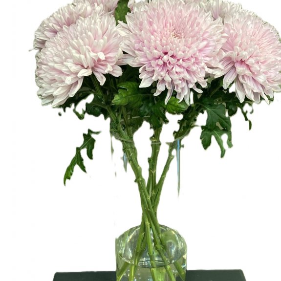 Pembe Anastasia 1.Adet