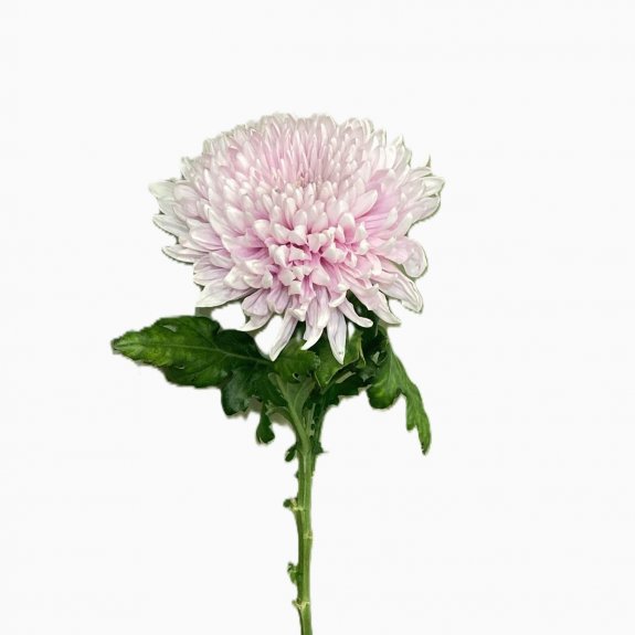 Pembe Anastasia 1.Adet