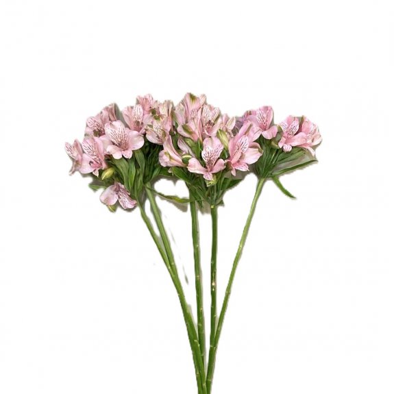 Pembe Astomiria-1 Demet