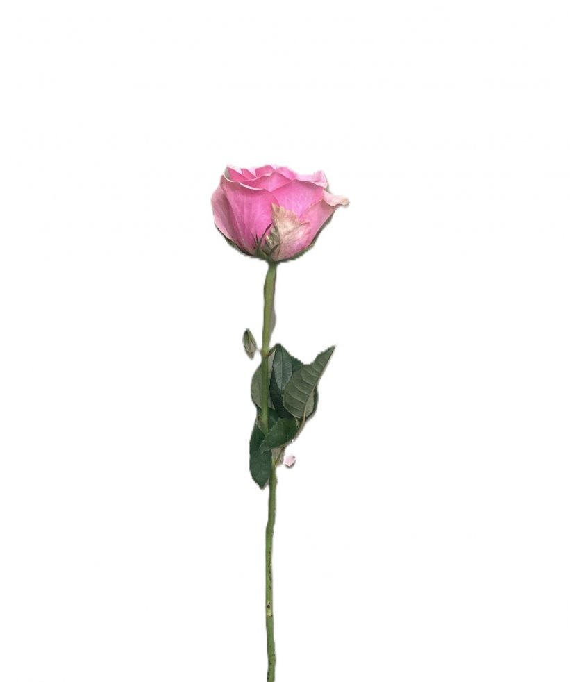 Pembe Gül-1.Adet
