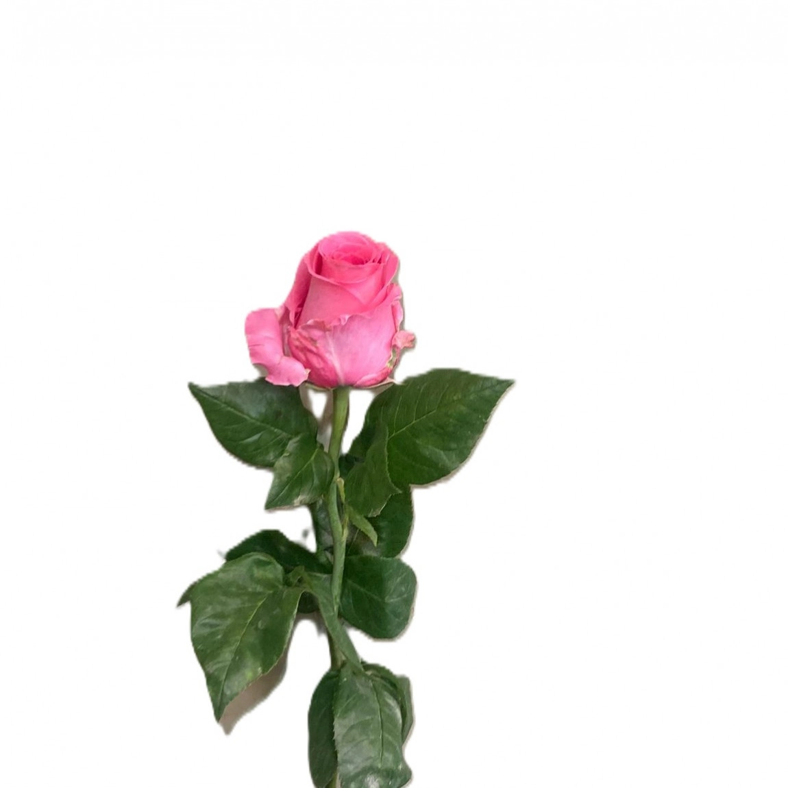 Pembe Gül-1.Adet