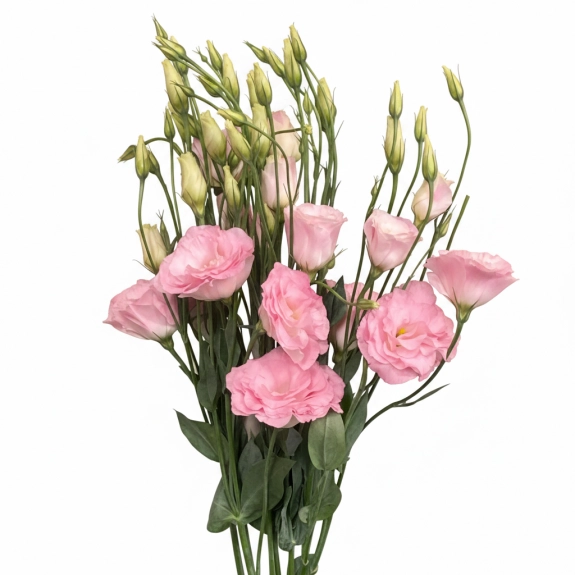 Pembe Lisyantus-1.Demet