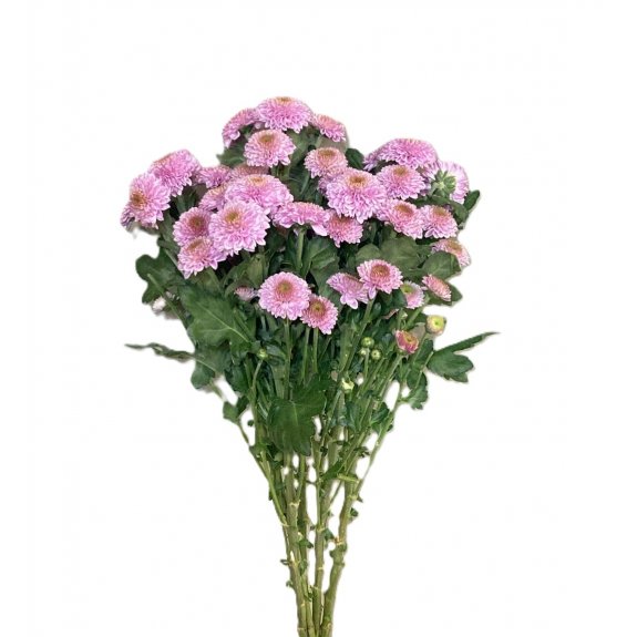 Pembe Santini Biçme-1.Demet
