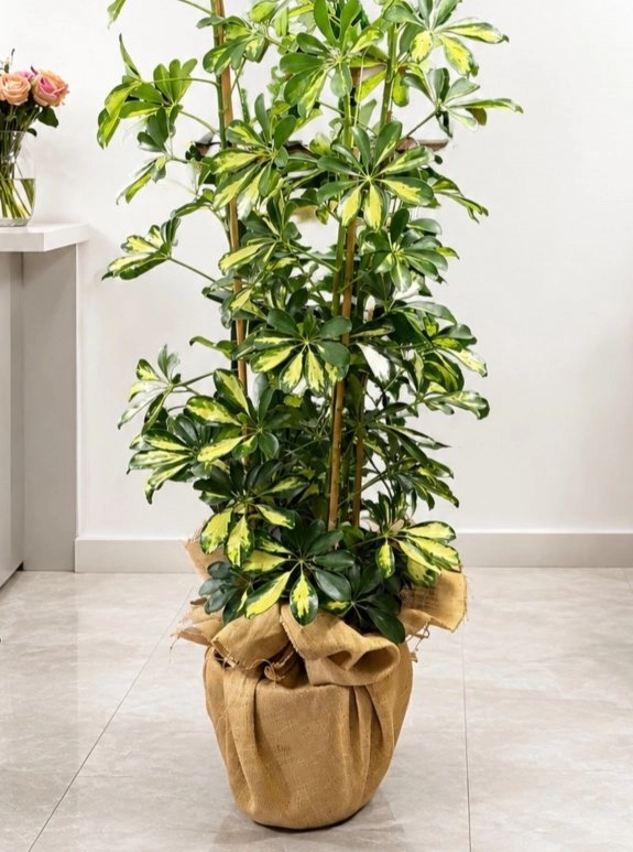 Şeflora Saksı Bitkisi